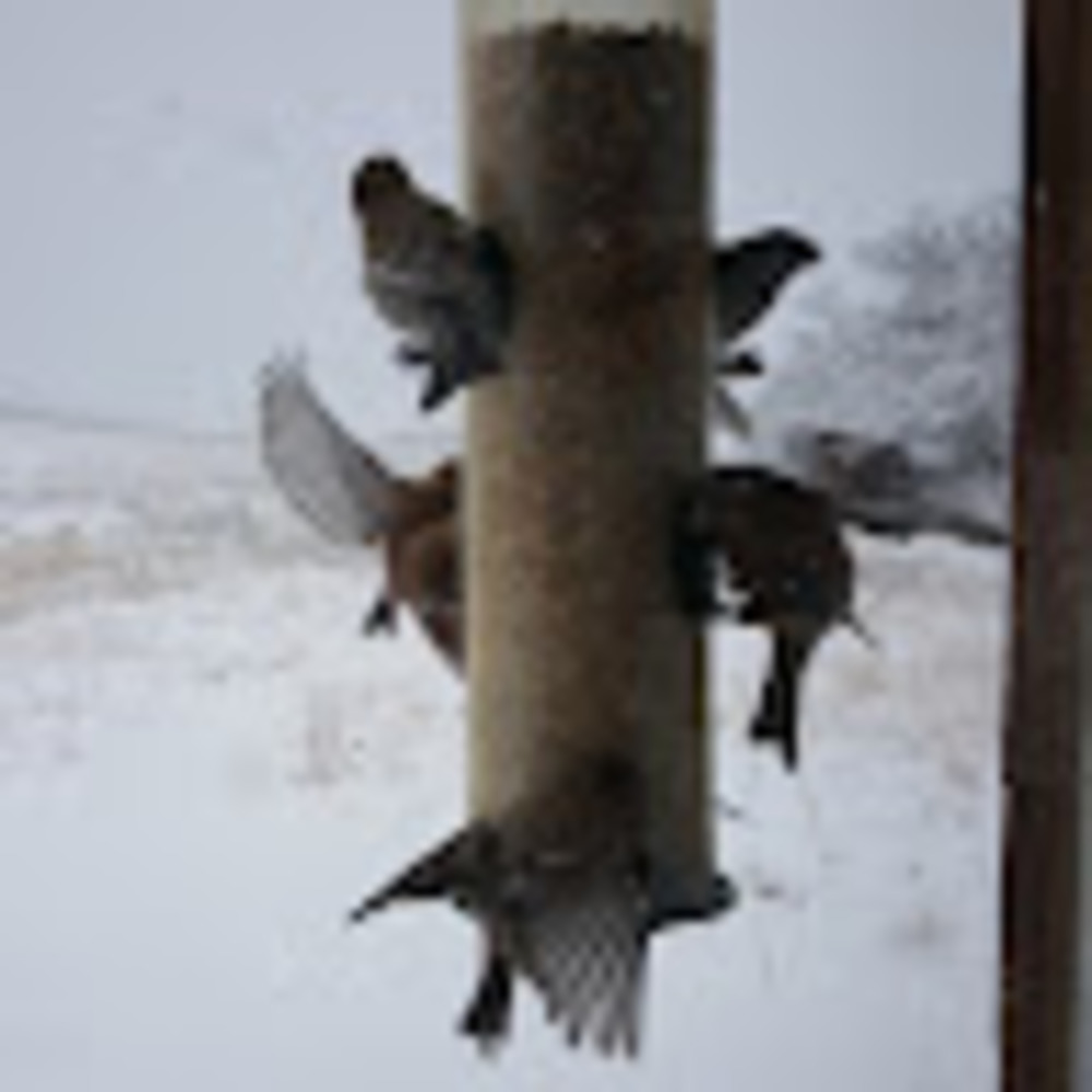 Meet your Posher, Elena